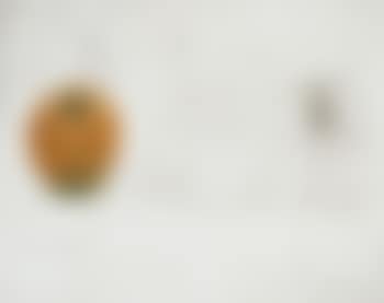 The Tomato (preview)
