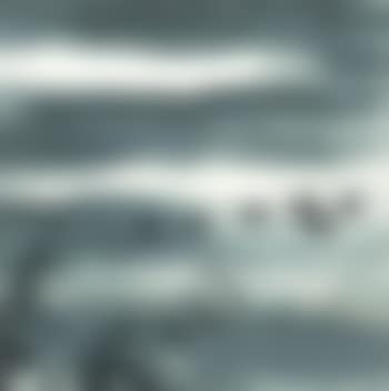 Envolée d'oies sauvages (preview)