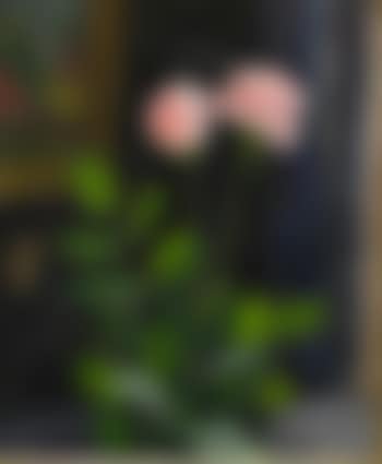 Rosa rosor i interiör (preview)