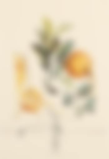 Pamplemousse Érotique (preview)