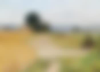 The cornfield (preview)