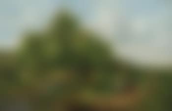 Summer in Milburn, NJ (preview)