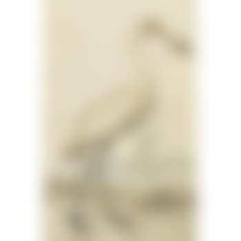 Study of a spoonbill crane (preview)