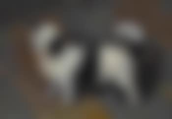 Bologneser Hündchen (preview)
