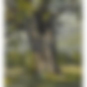 The Enduring Maple (preview)