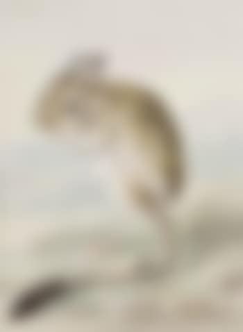 A pale kangaroo mouse (Microdipodops pallidus) (preview)