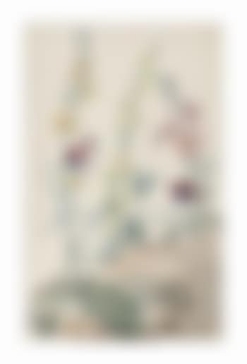 Study of Verbascum and sweet-peas (Lathyrus odoratus) (preview)