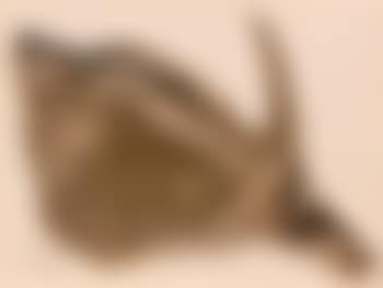 Gravure d'Afrique - Antilope Hippotrague (preview)
