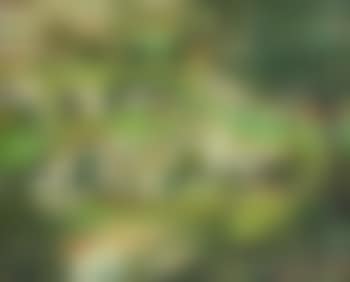Paysage (preview)