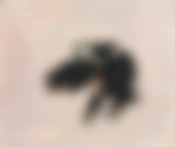 Creepo (The Dog) (preview)