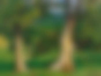Trees, Vermont (preview)