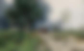 Cows on a Track (preview)