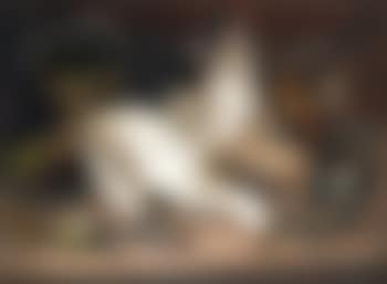 Gans, eend en vogels (preview)