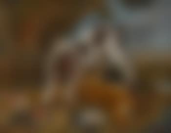 Jagdhund bei der Beute von Vögeln und einem Fuchs (preview)