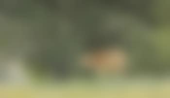 Cow in Pasture (preview)