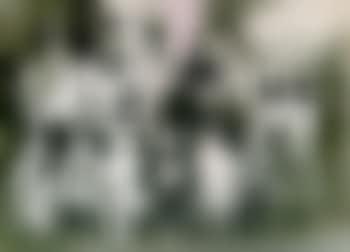 Coll.Bootleg #3 (preview)