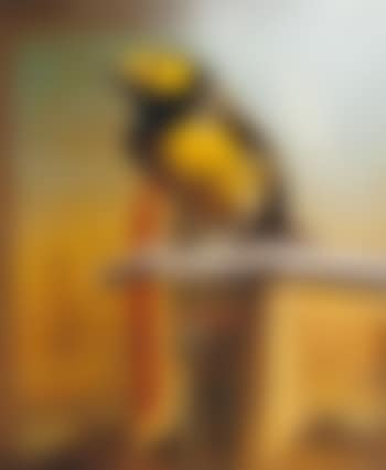 Hooded Warbler II (preview)