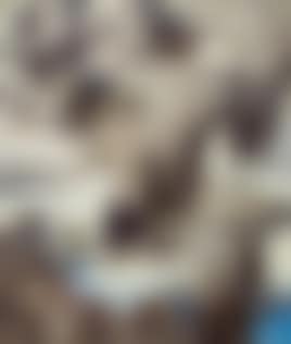 Kranichzug (preview)