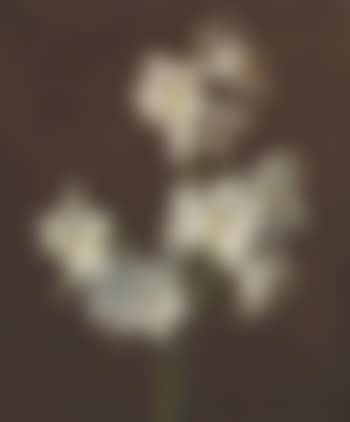 Branche de lis sans vase (preview)