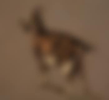 Ziege (preview)