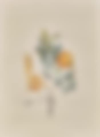 Pamplemousse Érotique (preview)