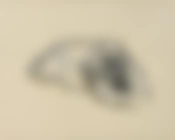 Ours blanc allongé (preview)