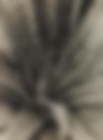 Ohne Titel (Agave) (preview)