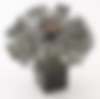 Early bush (preview)