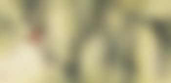 Spring Bird on Branch (preview)