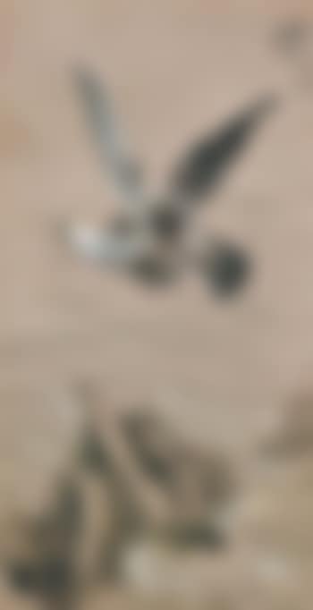 Magnificent Eagle (preview)