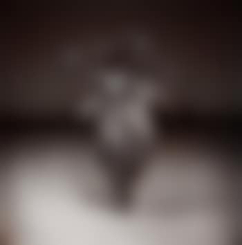 'Palm #3', 1975 (preview)