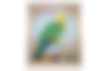 Parrot, Eyphka (preview)
