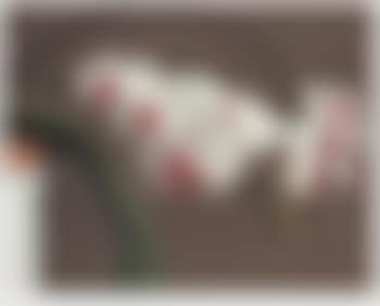 Orchidee III (Orchid III) (preview)