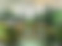 Le Pont (preview)