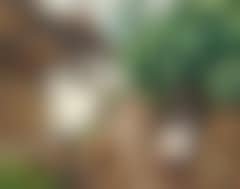 June day with a peasant woman knitting under the elder tree in bloom (preview)