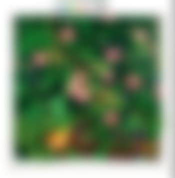Zucca (preview)