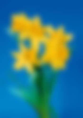 Blumenbilder (preview)