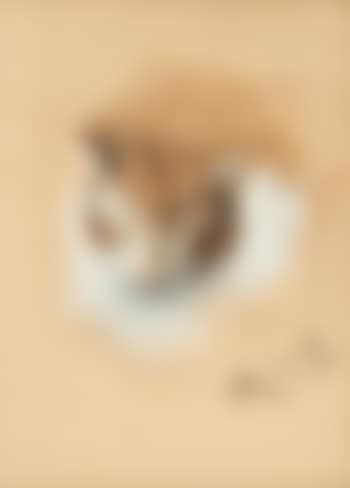 Tête de chat (preview)