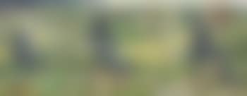 Crows harassed by insects (preview)