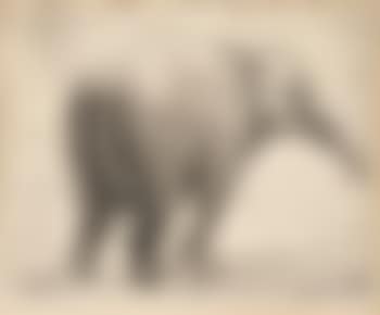 Elephant, Plate IV or V (preview)