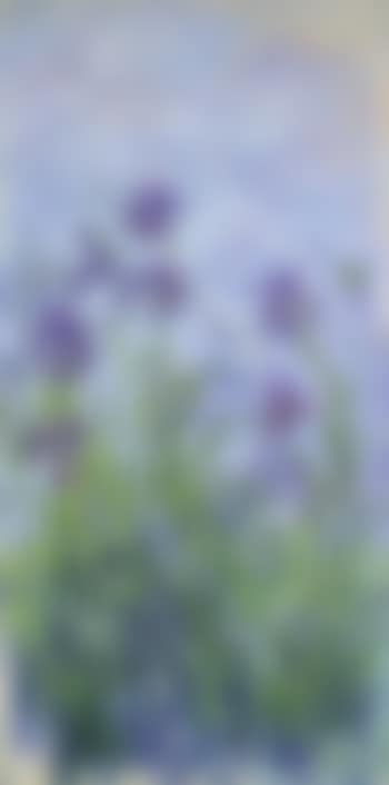 Iris mauves (preview)