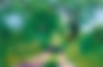 Early July Tunnel (preview)