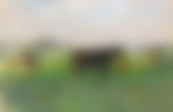 Vaches En Normandie (preview)
