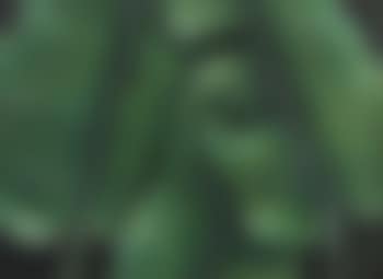 Untitled (Leaves) (preview)