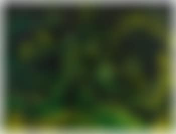 Cypress Hill (preview)
