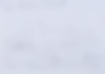 Shark (preview)