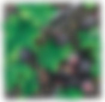 Fichi (preview)