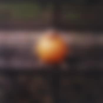 Pumpkin Barbie (preview)