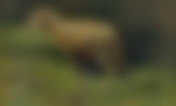 Lamm am Waldrand (preview)