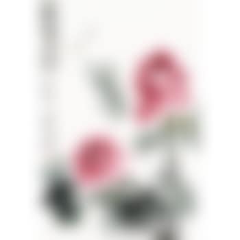 Ponies (preview)